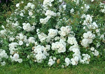 svani-roza-sazhency-jpg