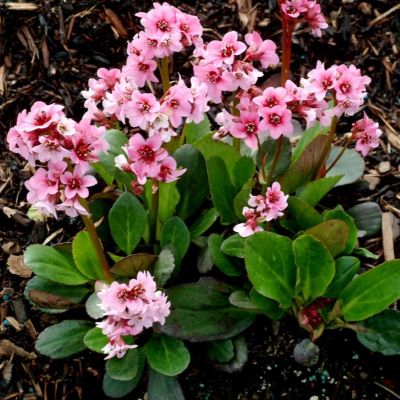 Бадан гибридный Флирт Драгонфлай (розов.)