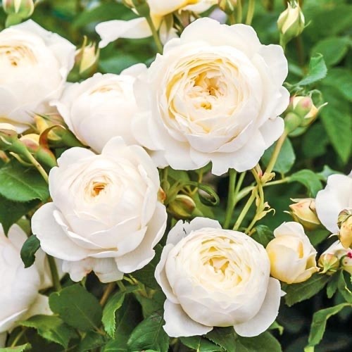 Роза английская Д. Остин Клэр Остин