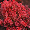 barbaris_tunberga_red_karpet