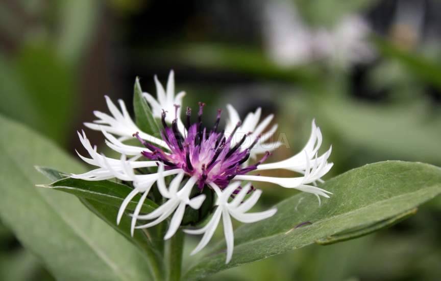 Василек горный Пёрпл Харт_2