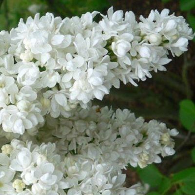 Память о Колесникове