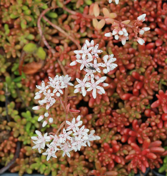 Очиток  белый Корал Карпет_2