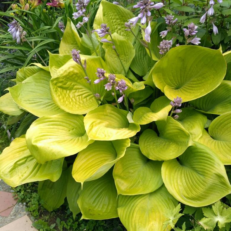 hosta_sam_end_sabstens1
