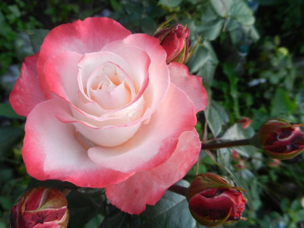 Роскошная ароматная Роза