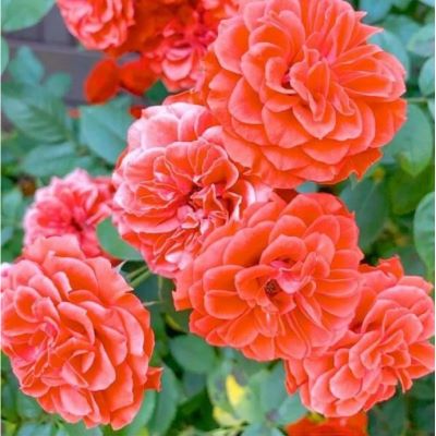 screenshot_535-800x800