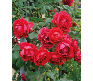 roza-pletistaya-pol-skarlet