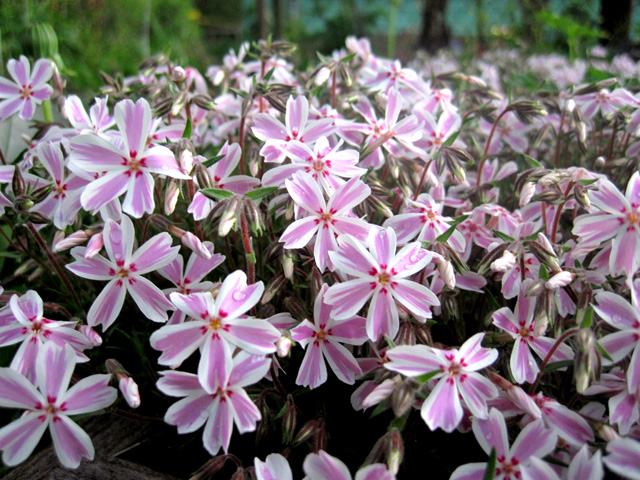 Флокс шиловидный Кэнди Страйпс2