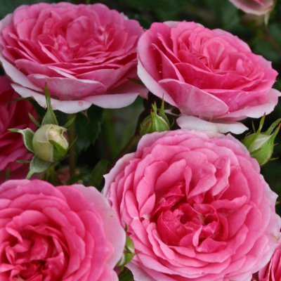 Роза почвопокровная Амика