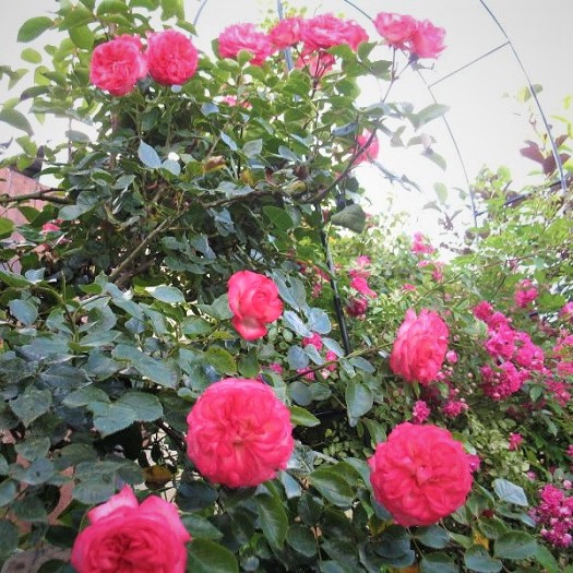 Роза плетистая Антик2