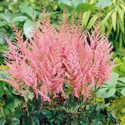 Астильба Арендса Эрика