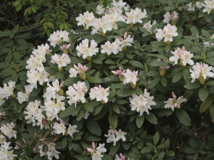Рододендрон Каннингемс Уайт_3