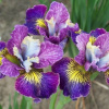 01383_iris_sibirskij-sharming-billi