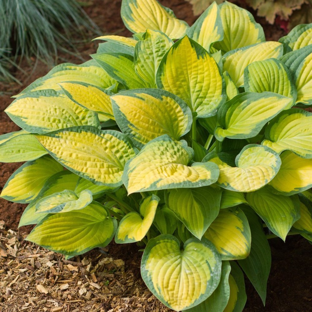 Хоста Олд Глори