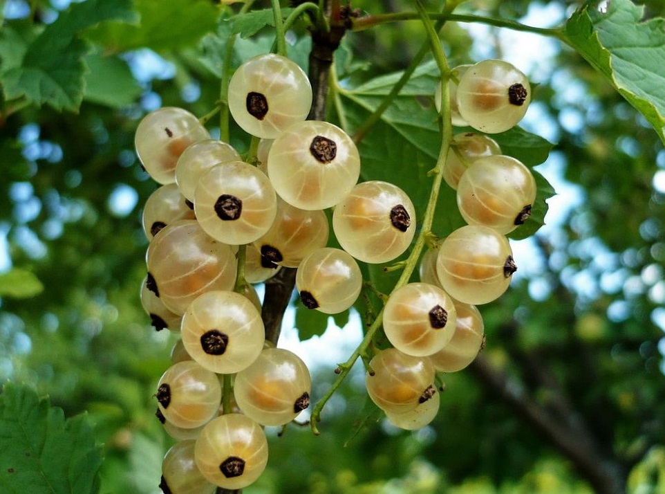 Смородина белая Версальская белая_1