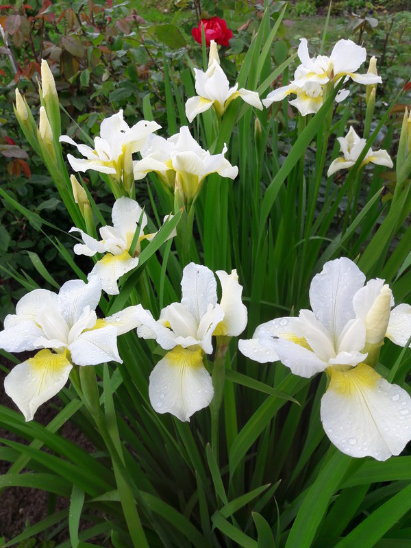 Ирис сибирский Харпсвелл Хэпинес 1