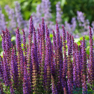 salvia-amethyst-650x650