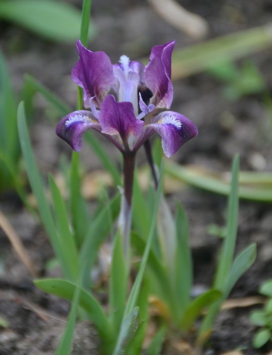 iris_pumila