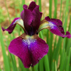 iris_sibirskiy_habbard