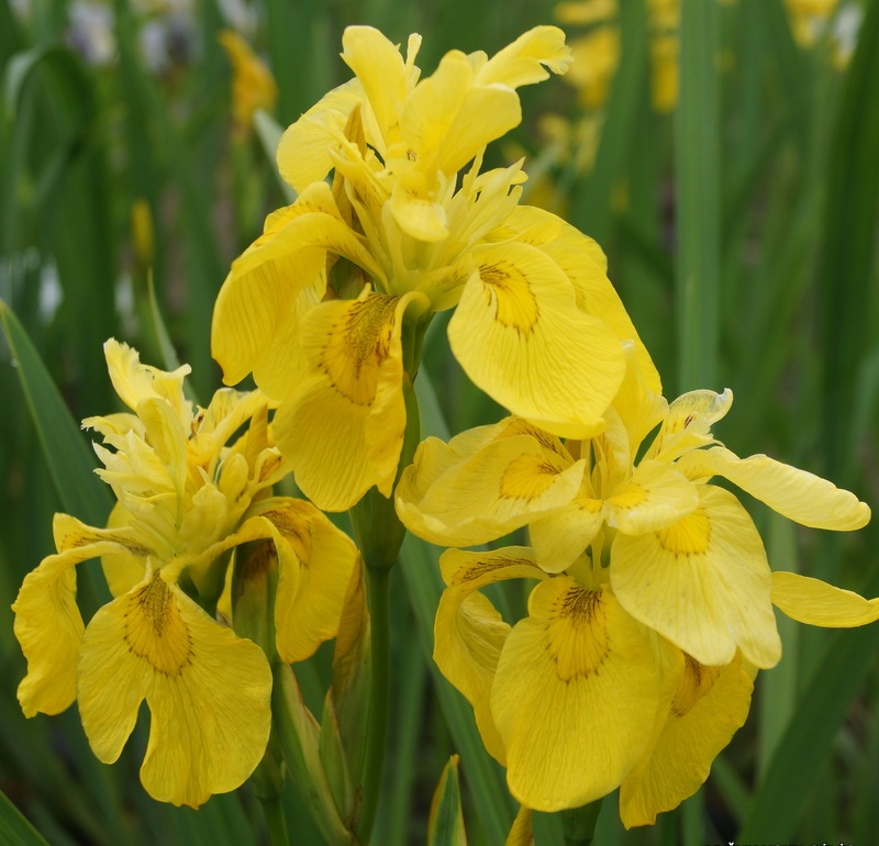 флора плена