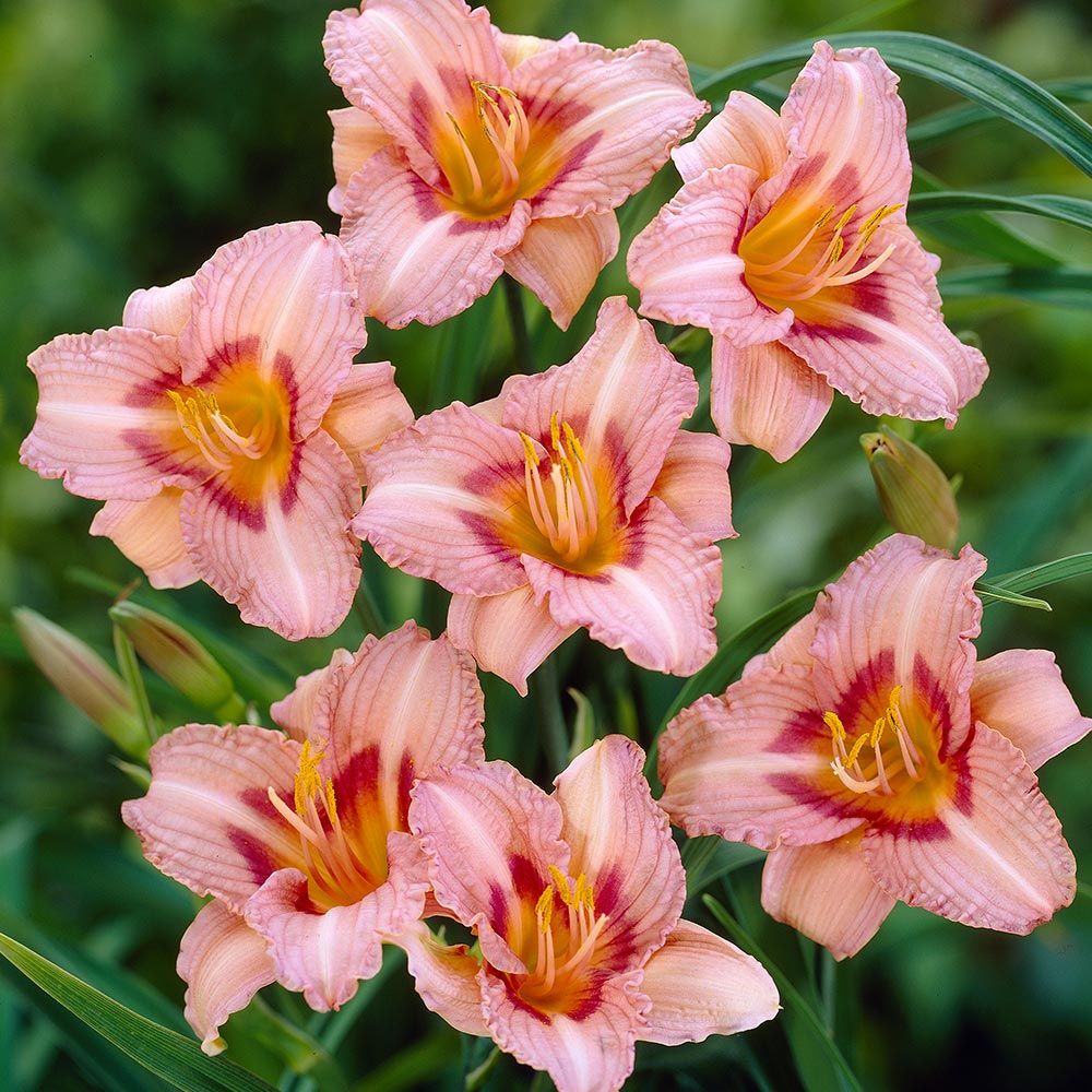 Лонгфилдс Глори