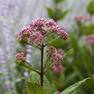 eupatorium-baby-joe