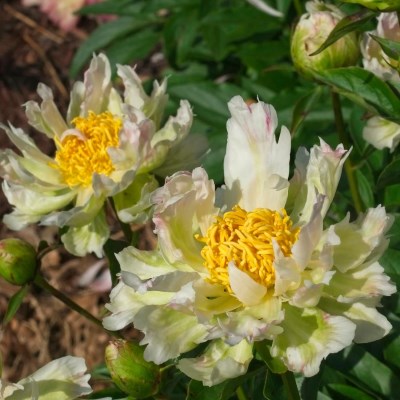 Пион молочноцветковый Грин Лотус (бел.со св.зел.полосками.полумахр.)