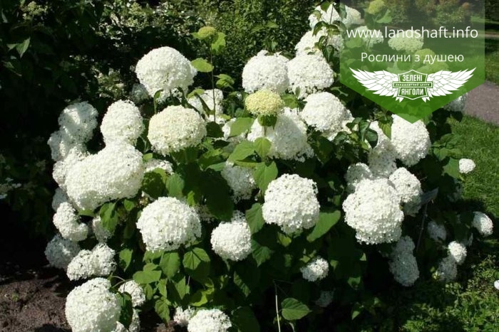 Гортензия Стронг Анабель