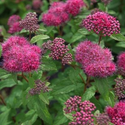 ферст эдишн