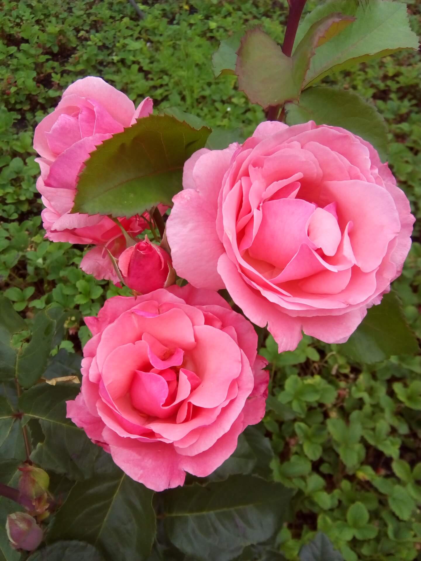 16_куин элизабет