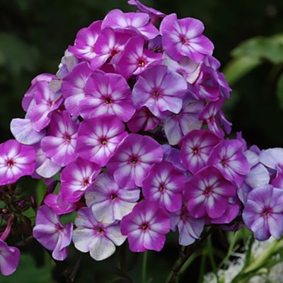 Флокс_Литтл_Бой