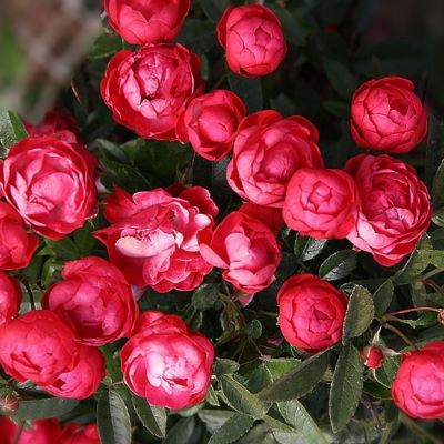 resize-800-800-ut-00008619