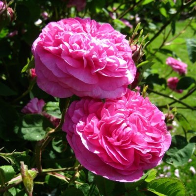 центифолиа