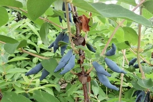 Жимолость камчатская Голубое веретено_1