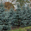 ель глаука