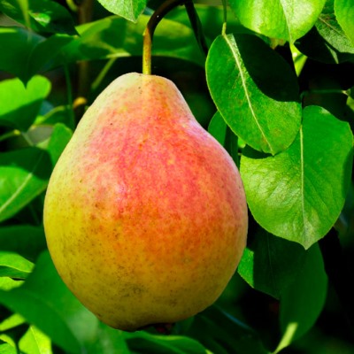 Груша-Декабринка