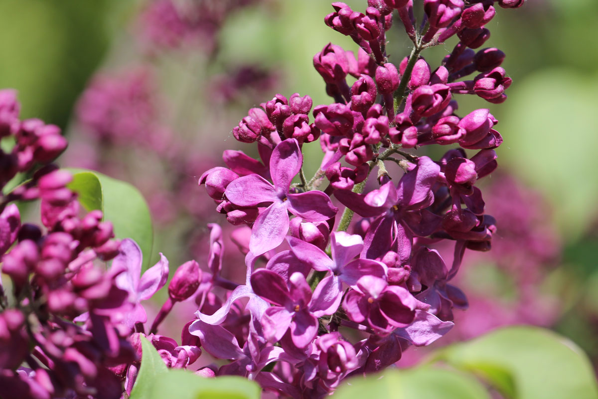 сирень индия