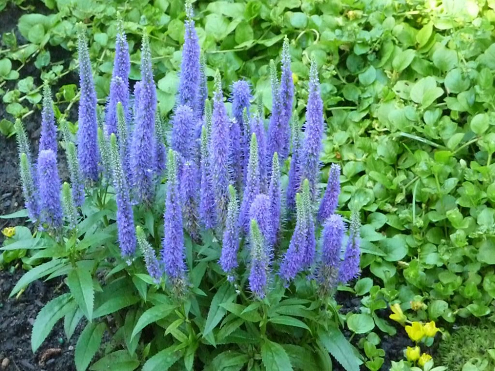 5d638f4921bca641be8435bef7849465