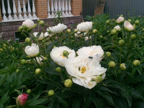 Пион молочноцветковый Мисс Америка3