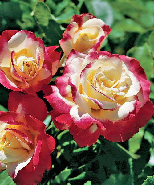 Роза чайно-гибрид. Дабл де Лайт (бел.с малин.окант.повторноцвет.)