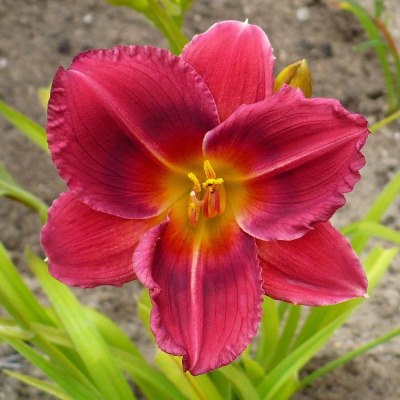 Силоам-Шоу-Герл