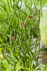 Juncus-effusus-02