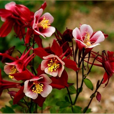 Аквилегия гибридная Кримсон Стар (красно-бел.)