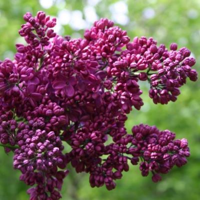 знамя ленина