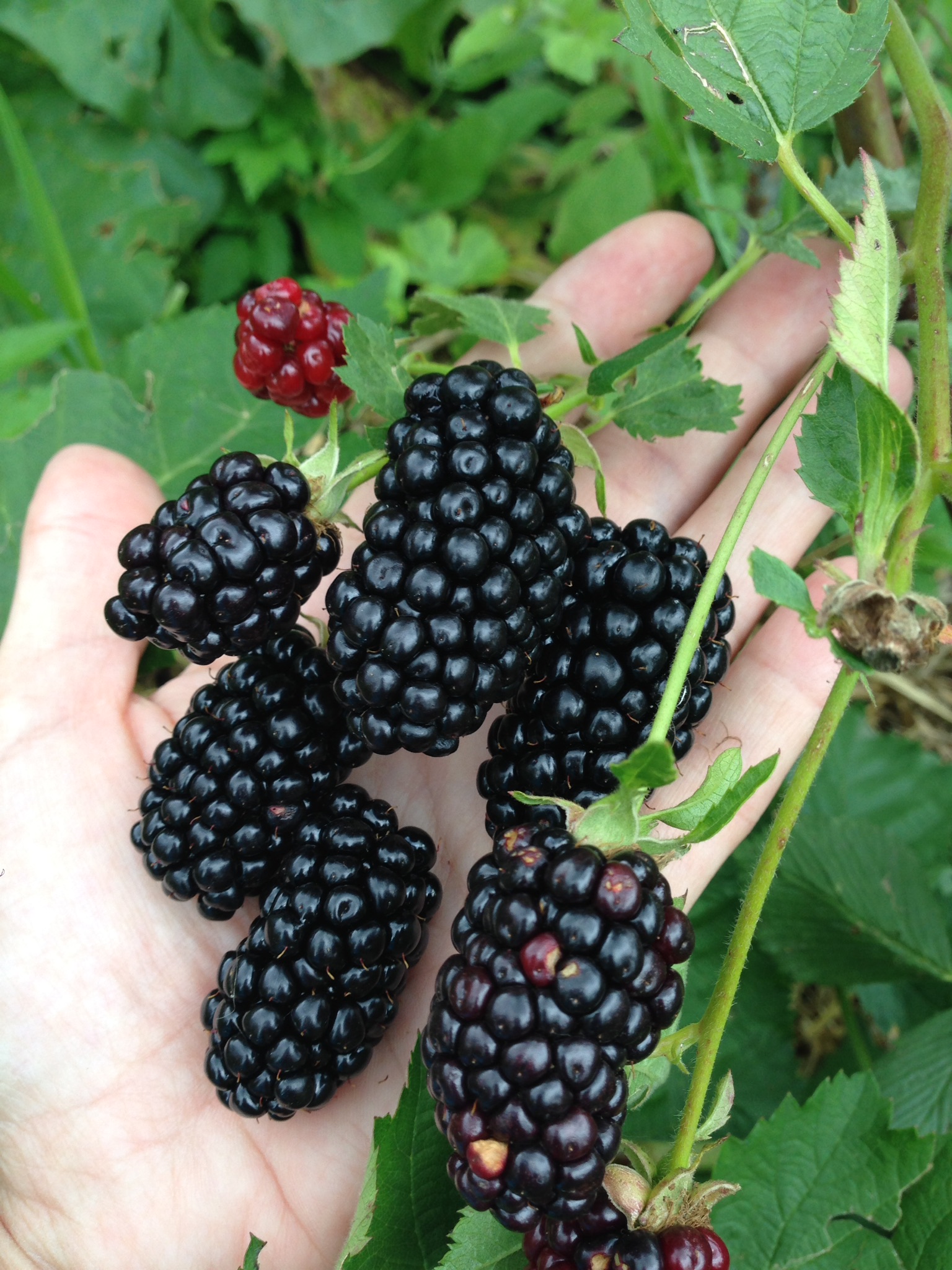 ezhevika-natchez-kupit