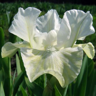 Ирис карликовый Белый лотос