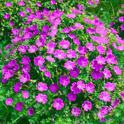 Герань кроваво-красная Пинк Диадем (ярко роз.)