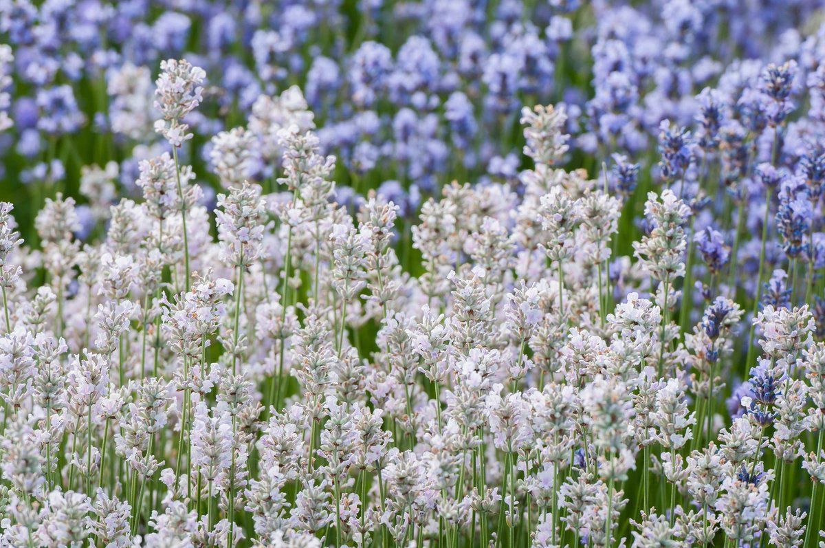 Лаванда узколистная Нана Альба (бел.)