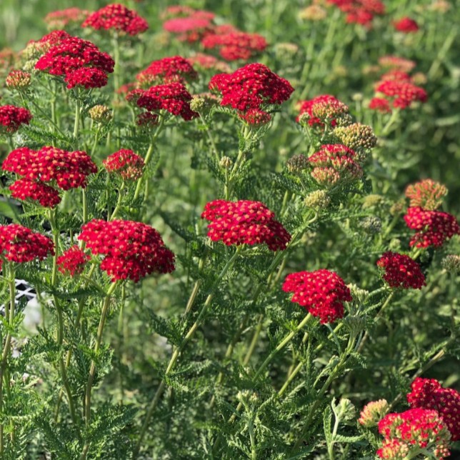 тысячелист красный