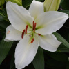 liliya-asterian-krasivo